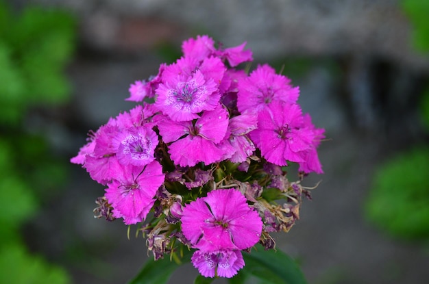 Pink inflorescence of carnations with a green background