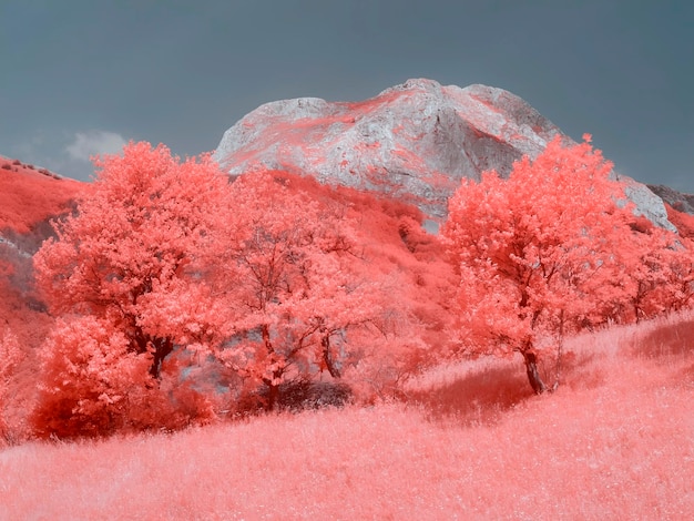 pink infrared landscape in summer against sky