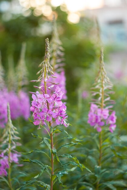 Pink Ivan Tea or blooming Sally in the field with beautiful blurred