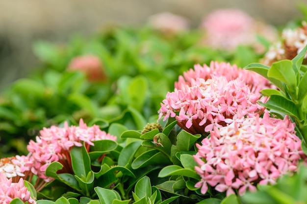 Pink Ixora hybrid in the park, Little pink flowers.