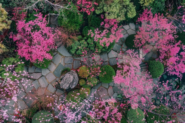 pink japanese blooming garden spring concept