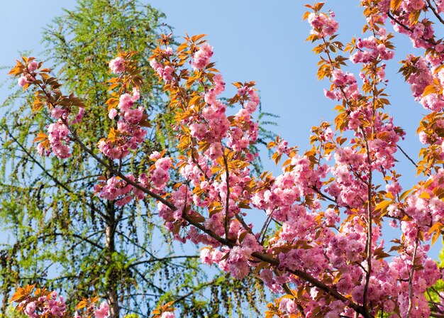 Pink japanese cherry twig blossom on blue sky background