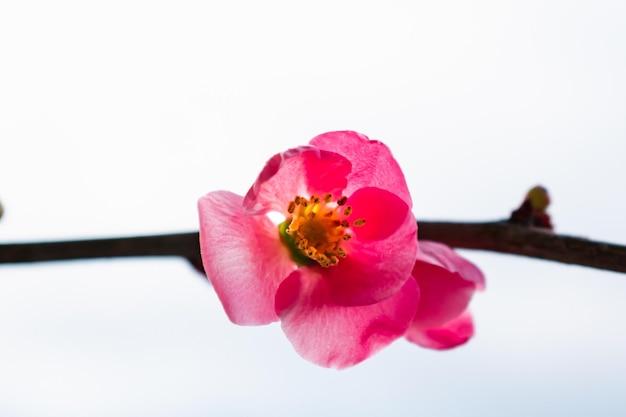 ピンクのカリンの花と枝 chaenomeles japonica malus フロリバンダ