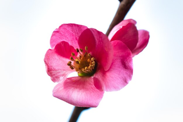 ピンクのカリンの花と枝 chaenomeles japonica malus フロリバンダ