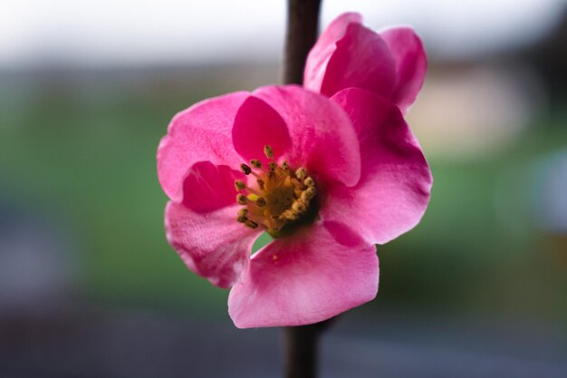 분홍색 일본 마르멜로 꽃과 가지 chaenomeles japonica malus floribunda