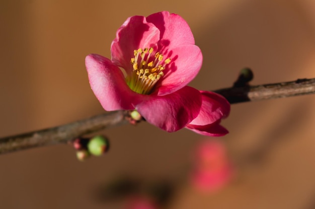 분홍색 일본 마르멜로 꽃과 가지 chaenomeles japonica malus floribunda