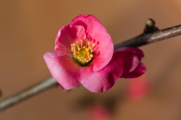 Розовый цветок японской айвы и ветвь chaenomeles japonica malus floribunda