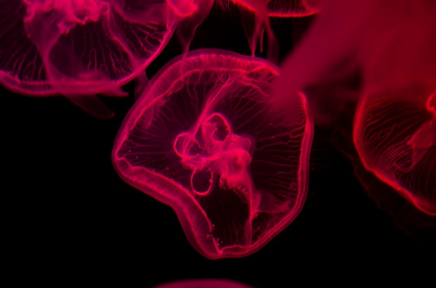 Фото Розовые медузы на черном фоне