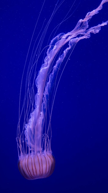 Pink jellyfish with very long tentacles in an aquarium