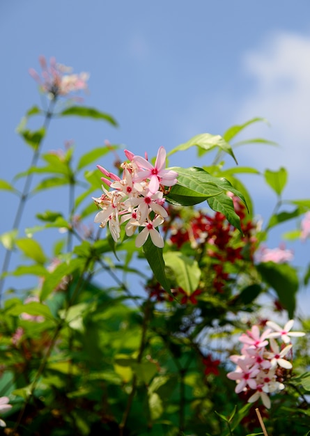 Foto rosa kopsia fiore e cielo blured