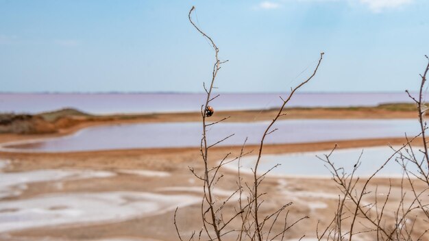 Pink lake made of salt sea salt background made of microscopic unicellular algae