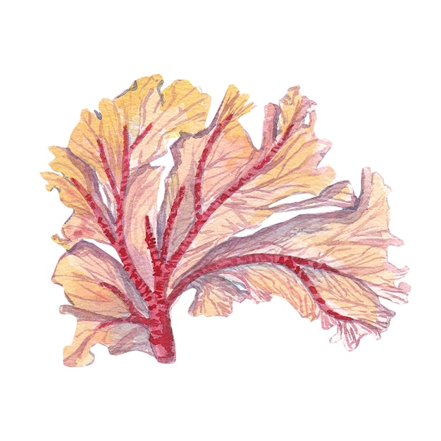 Pink large coral isolated on a white background Watercolor illustration