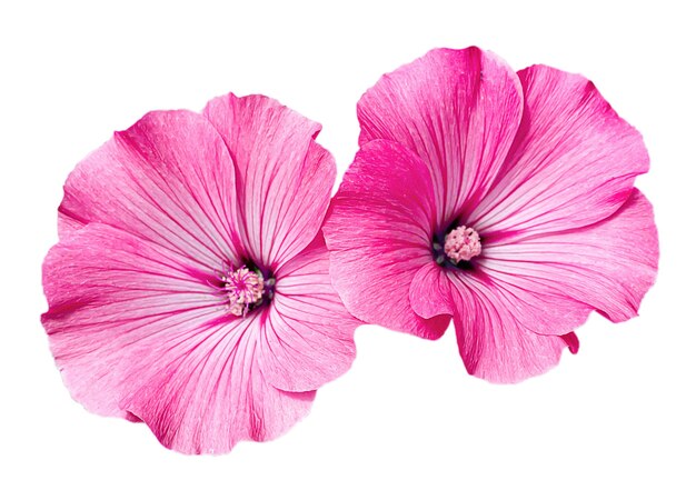 Pink Lavatera flowers isolated on white background.