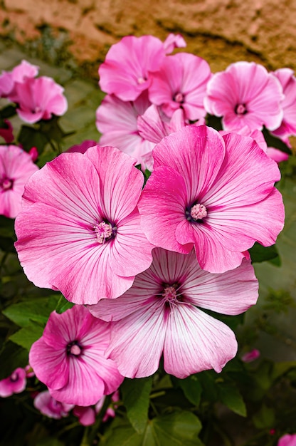 Pink Lavatera flowers in summer garden.