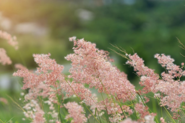 Foglie rosa contro il cielo blu