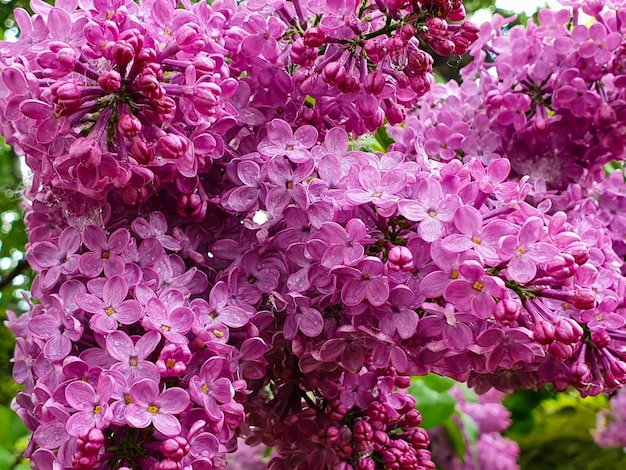 The pink lilac flower captivates with its smell