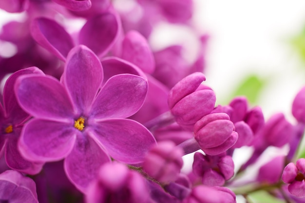 Pink lilac flower