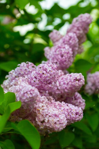 茂み、選択的な焦点とぼやけた背景のピンクのライラックの花のクローズアップビュー