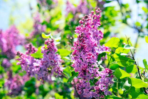 晴れた日に春の庭のピンクのライラックの花