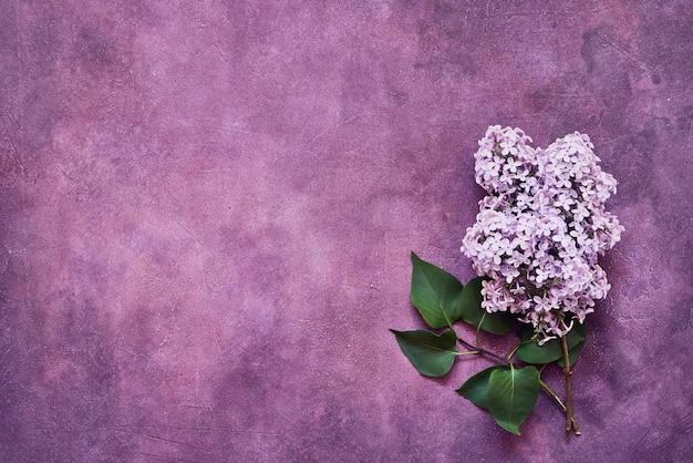 Pink Lilac flowers on violet background. Copy space, top view. Minimalism