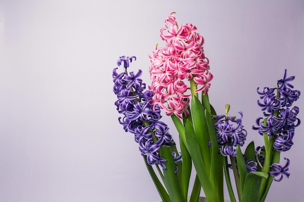 Foto fiori di giacinto rosa su uno sfondo chiaro