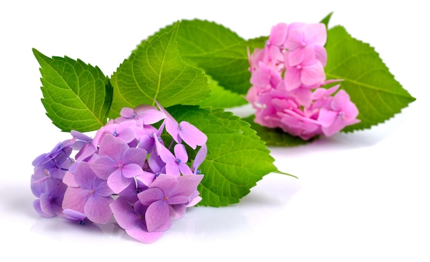 Pink and lilac hydrangea isolated on white