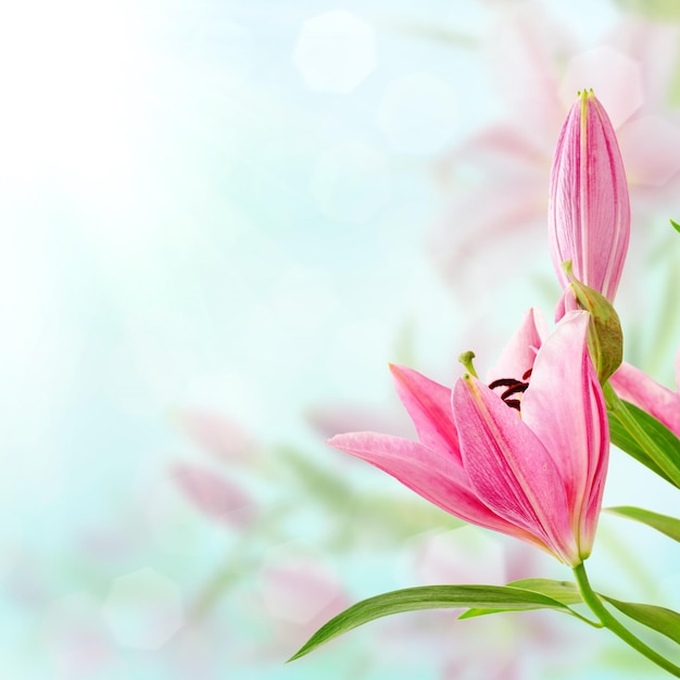 Pink lilies background