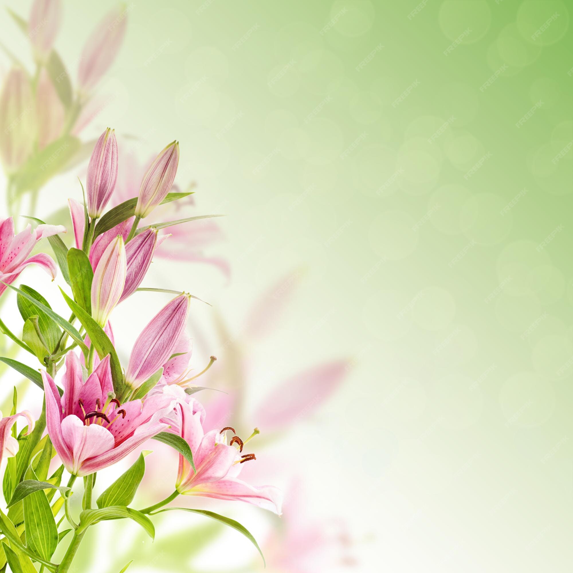 Premium Photo | Pink lilies background