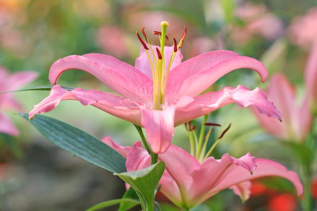 Pink Lilies in the garden