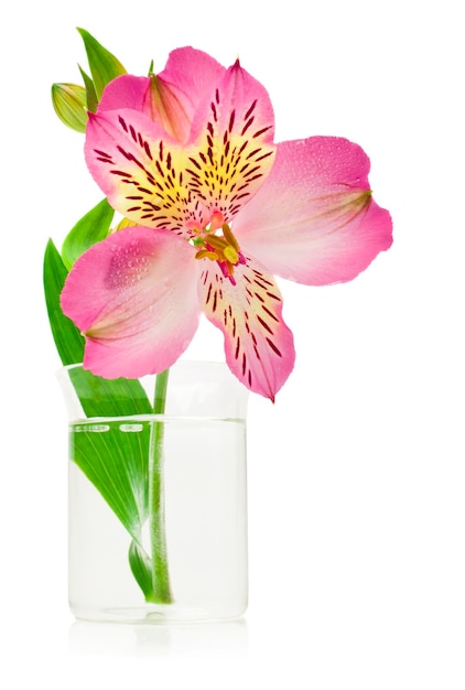 Pink lilies in a vase on a white background