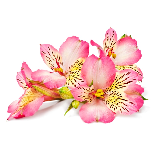 Pink lilies on a white surface