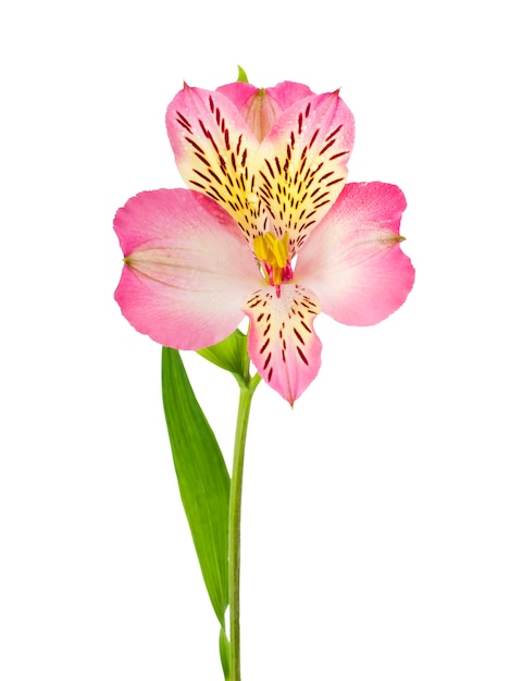 Pink lilies