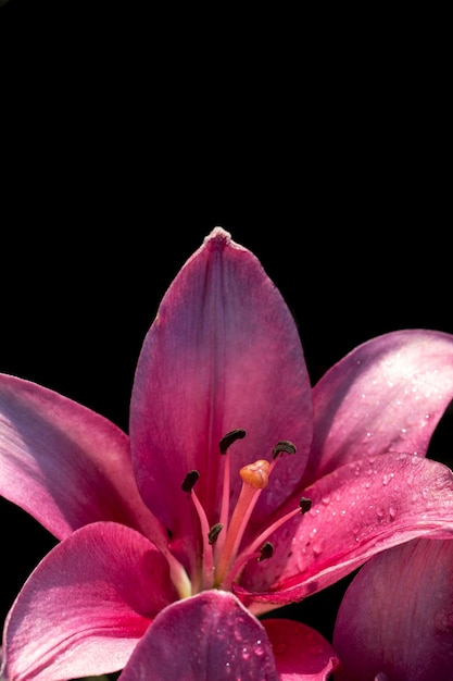 Pink lily on a black background