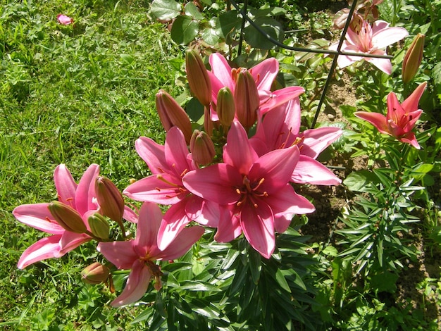 Pink lily closeup on a green background