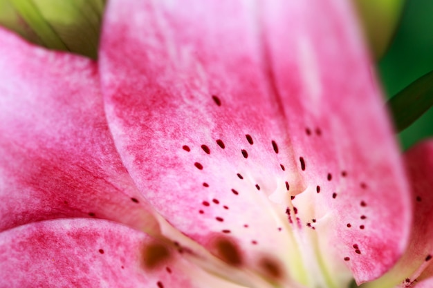 Цветок розовой лилии крупным планом