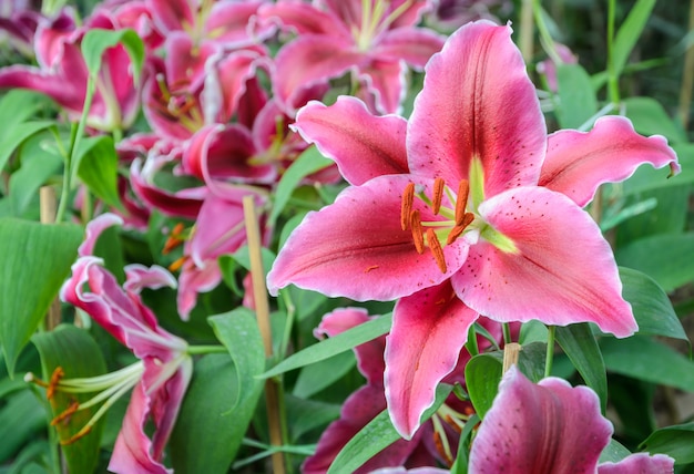 Pink lily flower in the garden