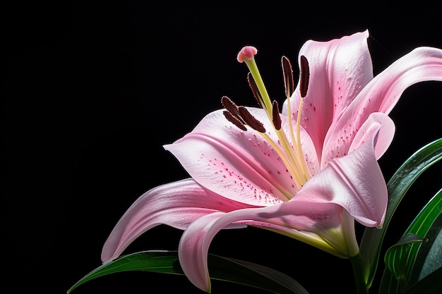 Photo pink lily flower isolated on black background