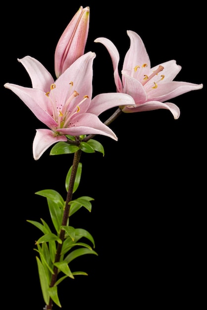 Pink lily flower isolated on black background