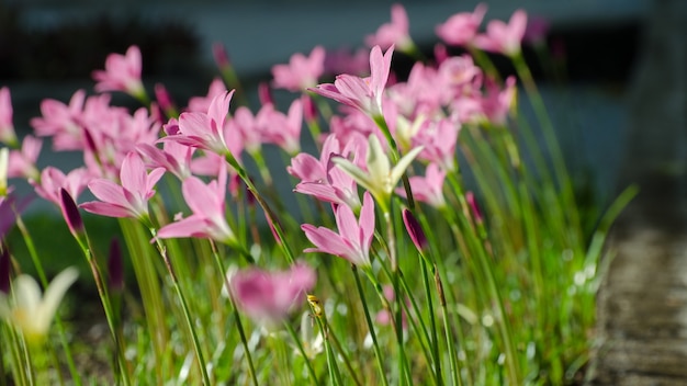 흐림 배경 가진 정원에서 핑크 백합 꽃, 자주색, 분홍색, 빨간색, 코스모스 꽃