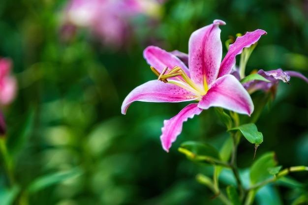 Pink lily flower in summer in garden