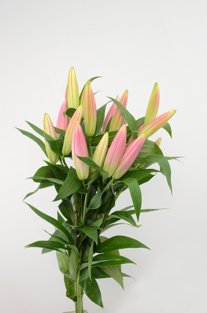 Pink Lily flower on a white isolated background 