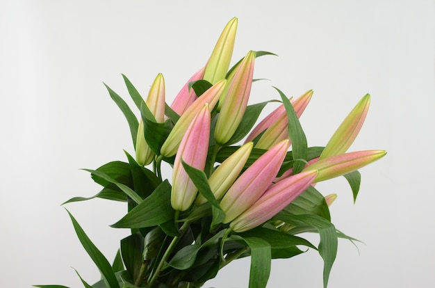 Pink Lily flower on a white isolated background 