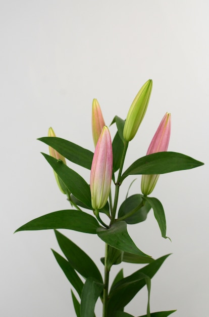 Pink Lily flower on a white isolated background 