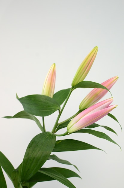 Pink Lily flower on a white isolated background 