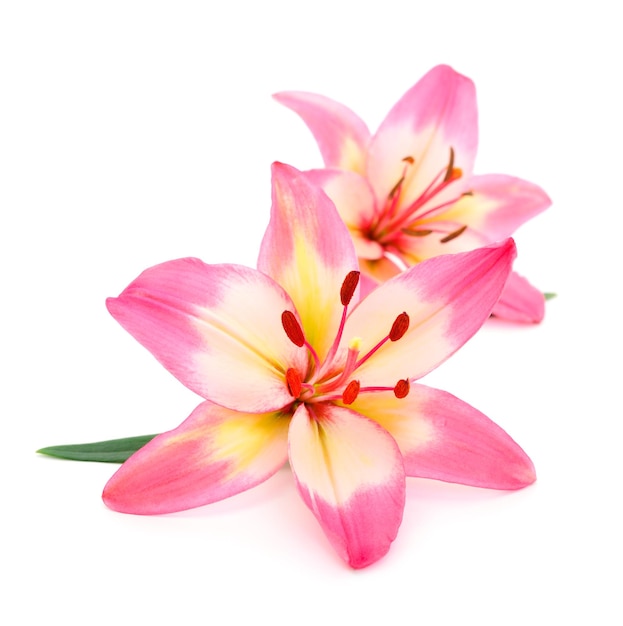 Pink lily flower