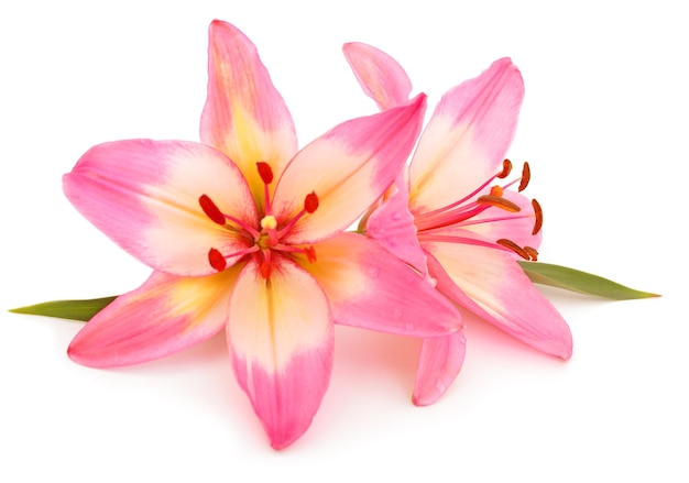 Pink lily flower