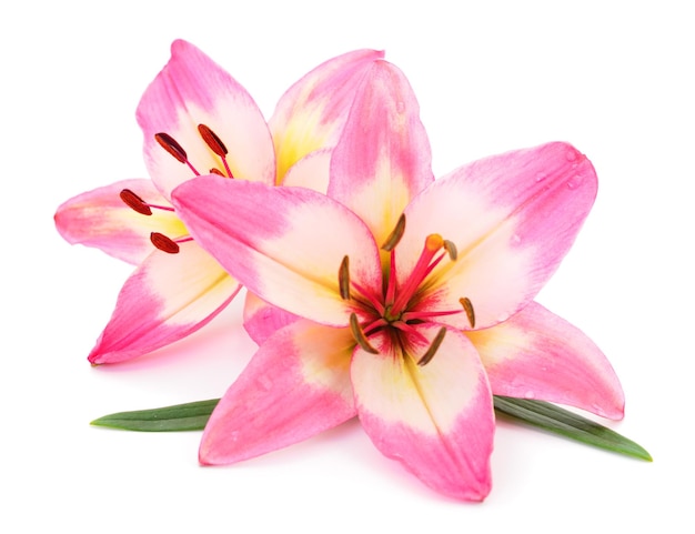 Pink lily flower