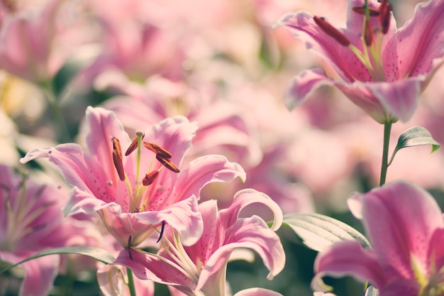 Pink Lily flower