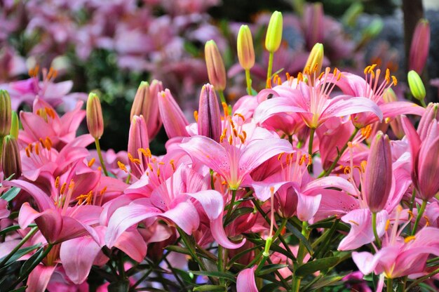 Pink lily flowers in closeup in Palmen Garten Frankfurt am Main Hessen Germany