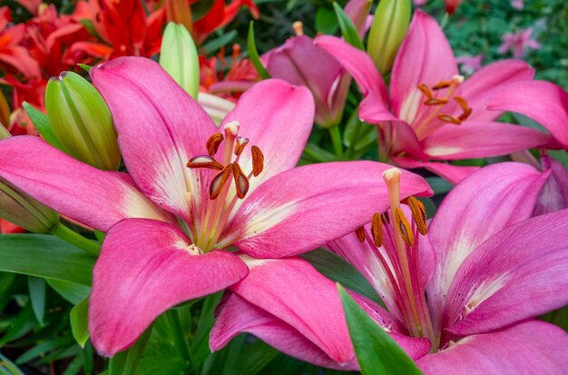 Pink lily flowers